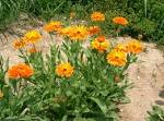 File:Calendula officinalis3.jpg - Wikipedia, the free encyclopedia