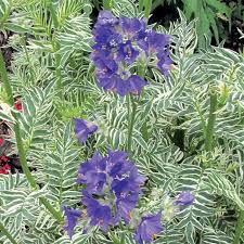 Attēlu rezultāti vaicājumam “Polemonium caeruleum fruit”