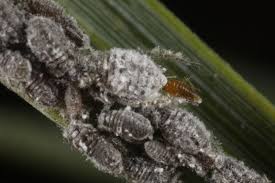 Attēlu rezultāti vaicājumam “Schizolachnus pineti”