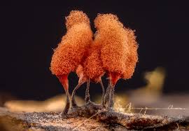 Attēlu rezultāti vaicājumam “Arcyria major”