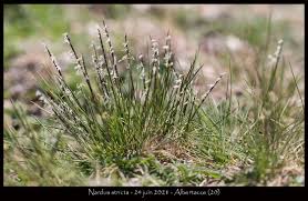 Attēlu rezultāti vaicājumam “Nardus stricta flower”