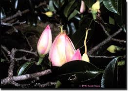 Attēlu rezultāti vaicājumam “Clusiaceae”