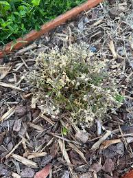 Attēlu rezultāti vaicājumam “Arenaria procera bud”
