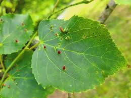 Attēlu rezultāti vaicājumam “Eriophyes tiliae”