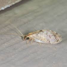 Attēlu rezultāti vaicājumam “Hemerobiidae”