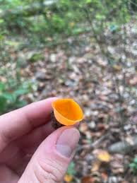 Attēlu rezultāti vaicājumam “Sarcoscypha austriaca var. lutea”