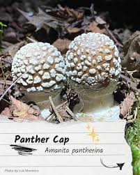 Attēlu rezultāti vaicājumam “Amanita pantherina”