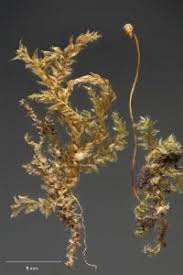 Attēlu rezultāti vaicājumam “Eurhynchium hians”