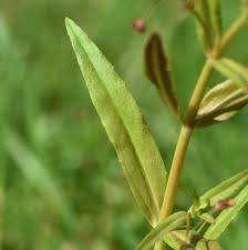 Attēlu rezultāti vaicājumam “Veronica scutellata”