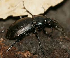 Attēlu rezultāti vaicājumam “Carabus nemoralis”