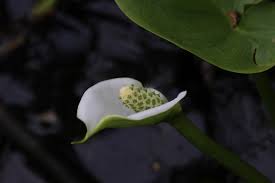 Attēlu rezultāti vaicājumam “Calla palustris leaf”
