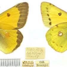 Attēlu rezultāti vaicājumam “Colias palaeno male”