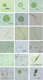 Attēlu rezultāti vaicājumam “Chlorophyta”