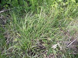 Attēlu rezultāti vaicājumam “Carex hostiana”