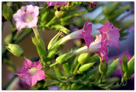Attēlu rezultāti vaicājumam “Nicotiana tabacum”