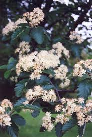 Attēlu rezultāti vaicājumam “Sorbus intermedia”