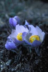 Attēlu rezultāti vaicājumam “Pulsatilla patens bud”