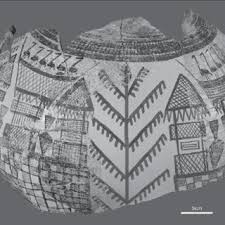Attēlu rezultāti vaicājumam “Licea testudinacea sessile”