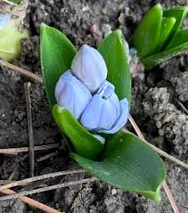Attēlu rezultāti vaicājumam “Scilla siberica bud”