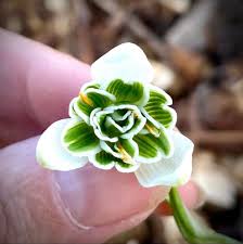Attēlu rezultāti vaicājumam “Galanthus nivalis flower”