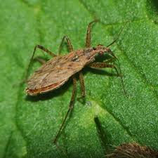 Attēlu rezultāti vaicājumam “Nabidae”