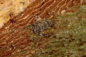 Attēlu rezultāti vaicājumam “Acanthocinus aedilis”