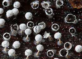 Attēlu rezultāti vaicājumam “Didymium sp.”