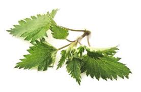 Attēlu rezultāti vaicājumam “Taraxacum officinale aggr.”