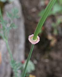 Attēlu rezultāti vaicājumam “Eschscholzia californica fruit”