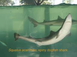 Image result for Squalus acanthias