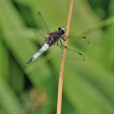 Attēlu rezultāti vaicājumam “Libellula fulva male”