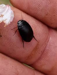 Attēlu rezultāti vaicājumam “Ilybius sp.”