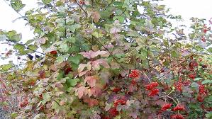 Attēlu rezultāti vaicājumam “Viburnum opulus”