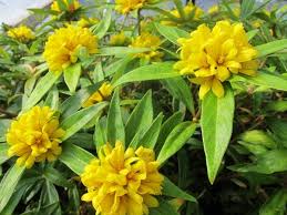 Attēlu rezultāti vaicājumam “Lysimachia”