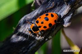 Attēlu rezultāti vaicājumam “Hippodamia tredecimpunctata”