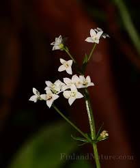 Attēlu rezultāti vaicājumam “Galium uliginosum”
