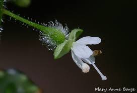 Attēlu rezultāti vaicājumam “Circaea lutetiana bud”