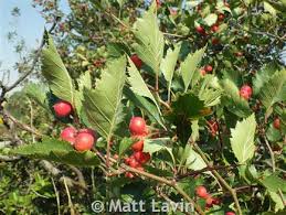 Attēlu rezultāti vaicājumam “Crataegus chrysocarpa”