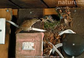 Attēlu rezultāti vaicājumam “Troglodytes troglodytes nest”