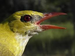 Attēlu rezultāti vaicājumam “Oriolus oriolus”