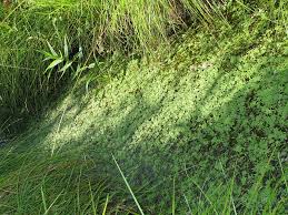 Attēlu rezultāti vaicājumam “Callitriche cophocarpa”