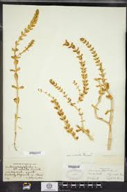 Attēlu rezultāti vaicājumam “Honckenya peploides flower”