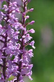 Attēlu rezultāti vaicājumam “Gymnadenia conopsea”