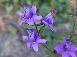 Image result for Delphinium consolida