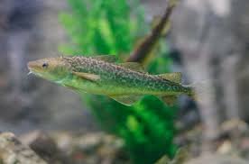 Image result for Microgadus tomcod