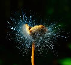 Attēlu rezultāti vaicājumam “Spinellus fusiger”