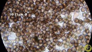 Attēlu rezultāti vaicājumam “Physarum notabile spores”