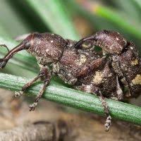 Attēlu rezultāti vaicājumam “Pissodes piniphilus”