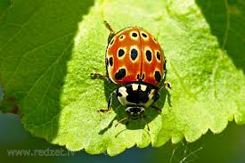 Attēlu rezultāti vaicājumam “Anatis ocellata”