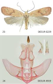 Attēlu rezultāti vaicājumam “Agonopterix hypericella imago”